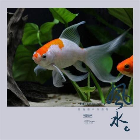 房間放魚缸 風水|魚缸千萬別這樣擺！養魚風水5大重點